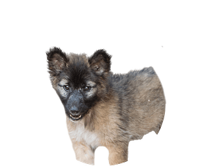 Thai bangkaew dog pup rond