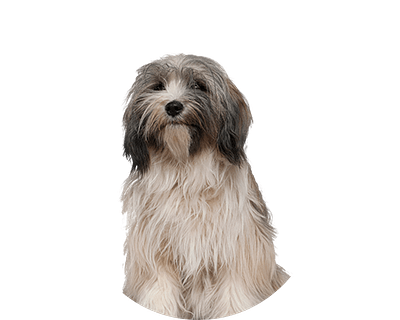 Tibetaanse terrier rond