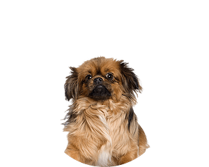 Tibetaanse spaniel pup rond