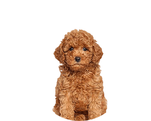 Cavapoo Pup Rond 1