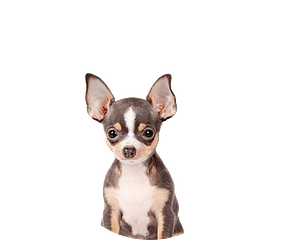 Chihuahua Pups te koop