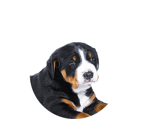Appenzeller Pup Rond 1