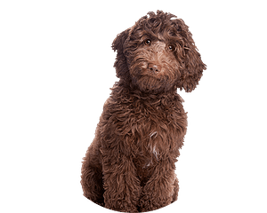 Australian Labradoodle Pup te koop