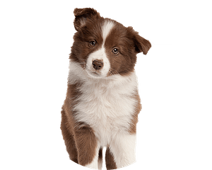 Border Collie Pup Rond 2