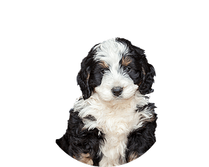 Bernedoodle Pup Rond 1