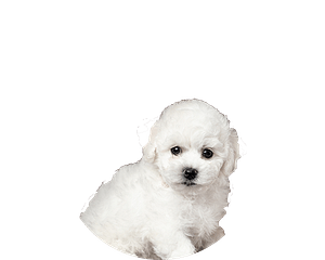 Bichon Frise Pup Rond 1