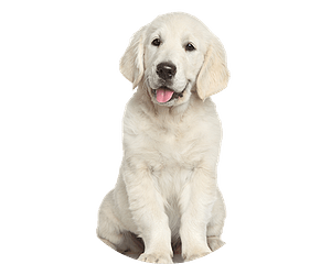 Golden Retriever Pup Rond 1