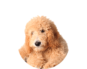 Goldendoodle Pup Rond 1