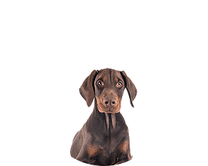 Dobermann pup rond