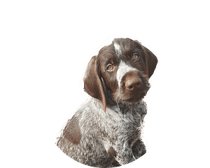 Duitse Staande Draadhaar Pup Rond 1