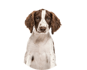 Engelse Springer Spaniel pup rond