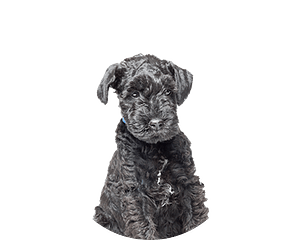 Kerry Blue Terrier Pup Rond 1