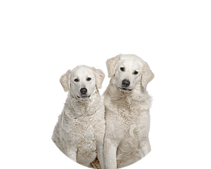 Kuvasz pup rond