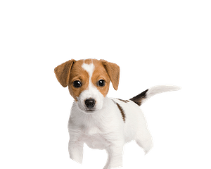 Jack Russell Pup Rond 2