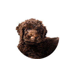 Labradoodle Pup