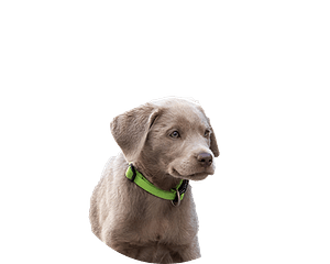 Labrador Silver pup