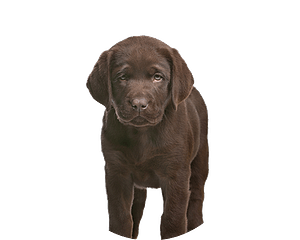 Labrador Retriever Pup Rond 1