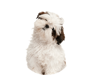 Shih Tzu kopen