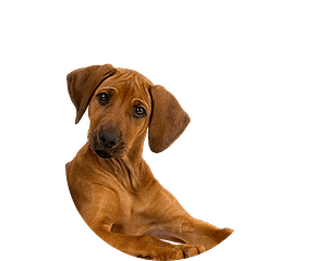 Rhodesian Ridgeback Pup te koop