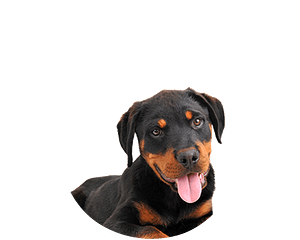 Rottweiler Pup Rond 2