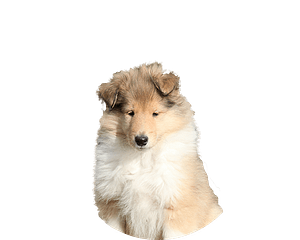 Collie pup rond