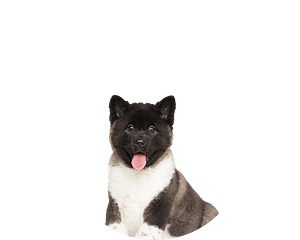 American akita pup rond