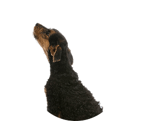 Airedale pup rond