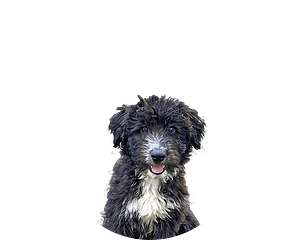 Aussiedoodle pup rond