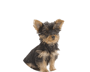 Australian terrier pup uitgeknipt rond