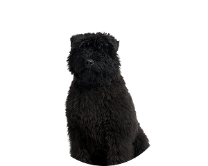 Bouvier pup rond