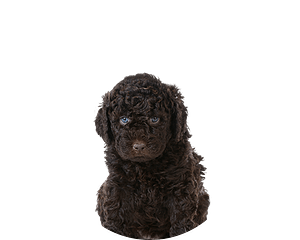 Barbet pup rond