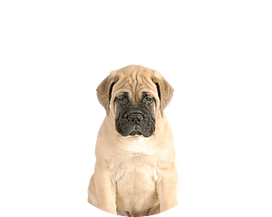 Bullmastiff pup rond