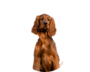 Ierse setter pup