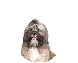 Lhasa apso puppy rond