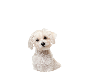 Maltese puppy rond 1