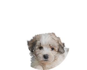 Maltipoo pup rond 1