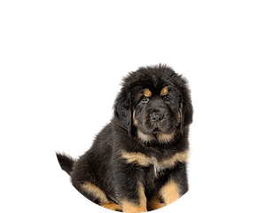 Mastiff rond
