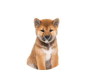 Shiba pup rond