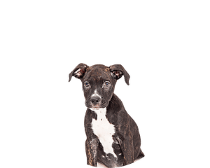 Staffordshire bull terrier pup rond