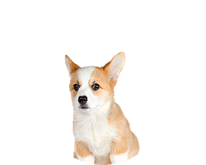 Welsh corgi puppy rond