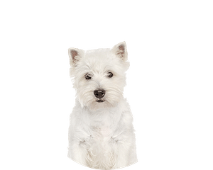 West high terrier puppy rond