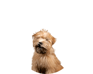 Wheaten rond pup