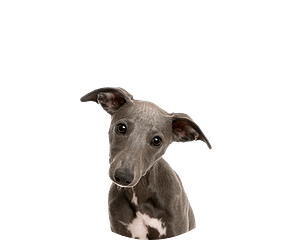 Whippet puppy rond