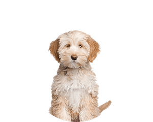 Tibetaanse terrier puppy rond