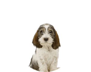 Vendeen pup rond